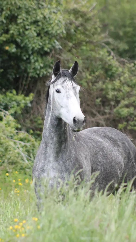 cheval-gris-au-pré