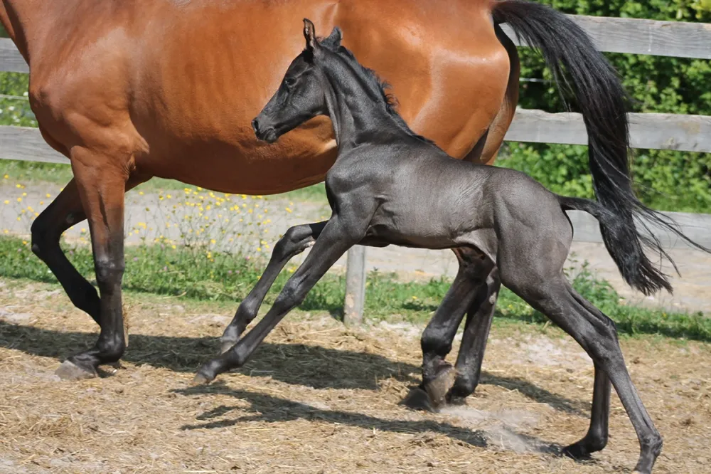 chevaux-et-poulains-à-vendre