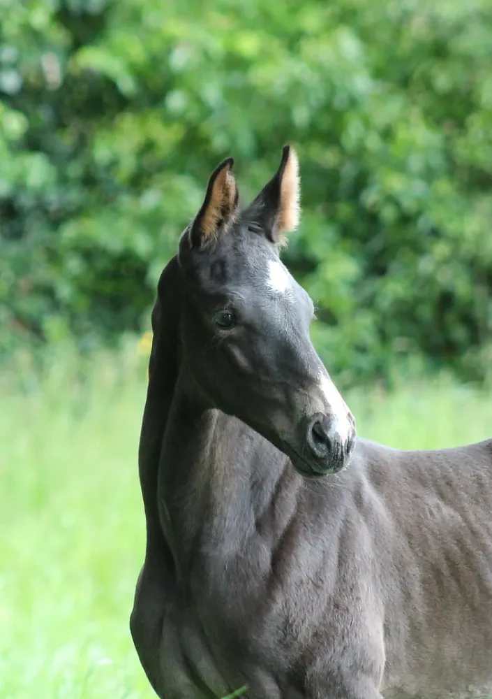 poulain-cheval de sport copie