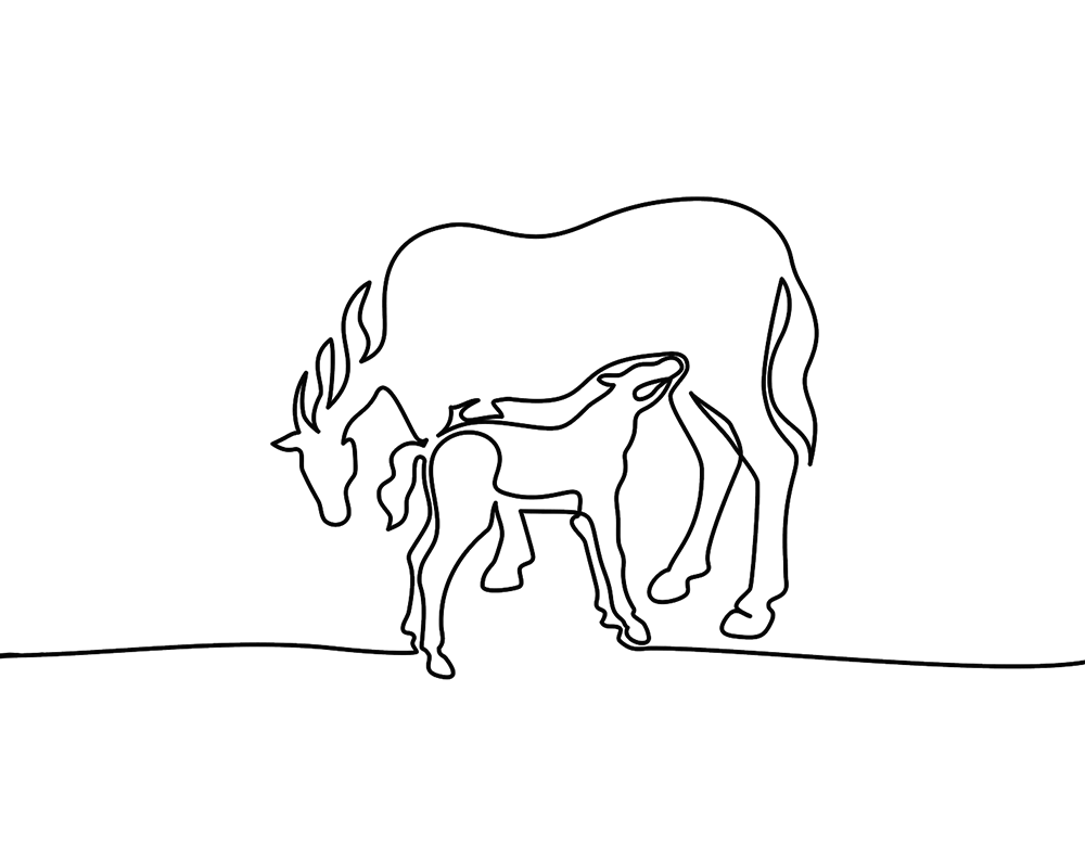 insemination-jument-suitée