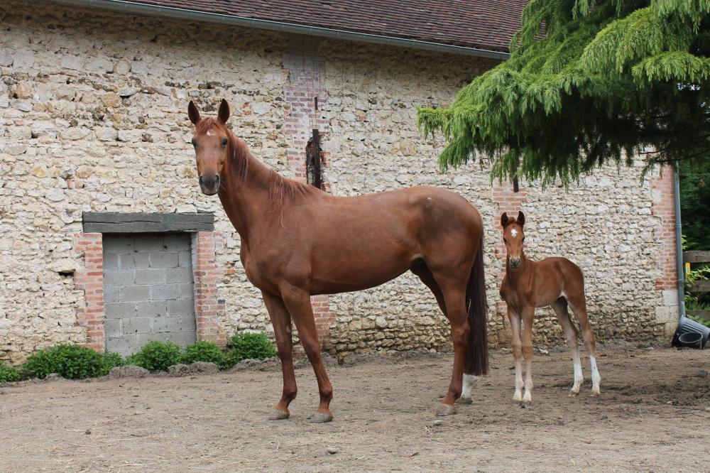 jument-alezanne-et-son-poulain