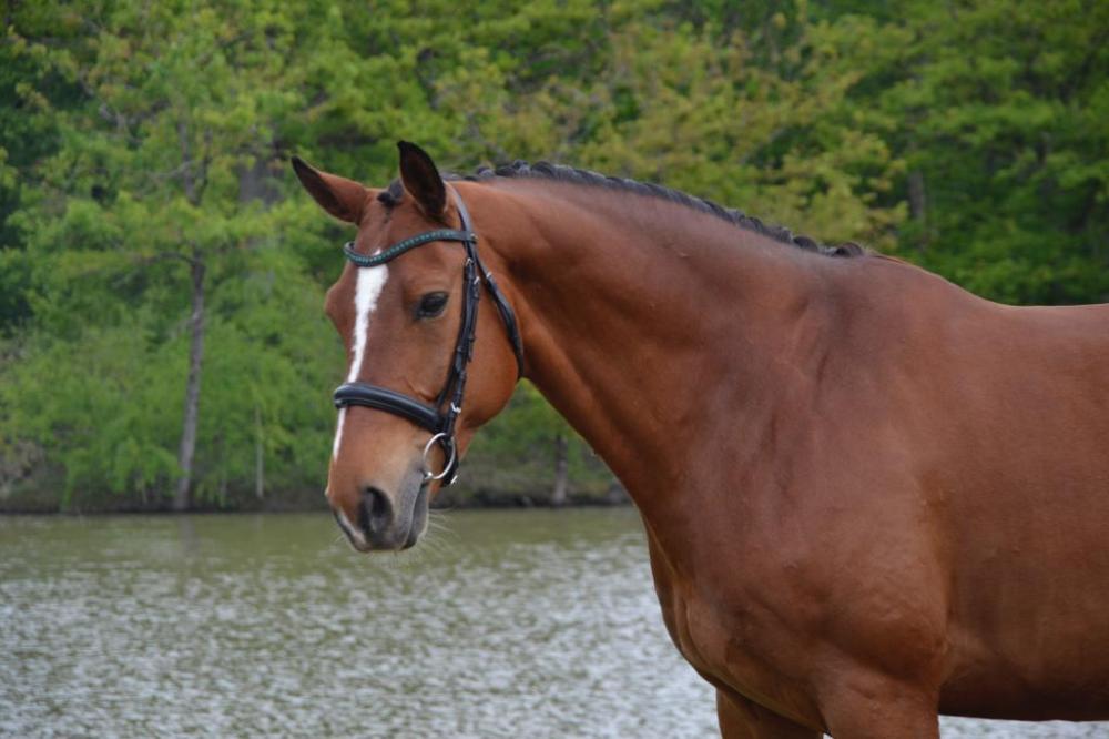 cheval-de-race-allemande