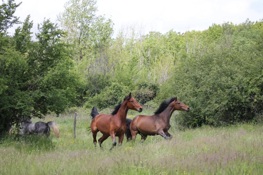 chevaux-au-pré